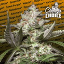 Kong 4 Auto Feminised Seeds-PARA-KONG4-AUTO-FEM