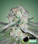 Banana Bomb Feminised Seeds-BOMB-BANANA-FEM