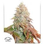 Banana Blaze Auto θηλυκοποιημένα σπόροι-DP-banana-blaze-auto-fem