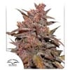 Blackberry Kush CBD Auto Feminized Seeds-DP-blackberry-kush-cbd-auto-fem