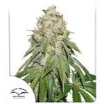 Banana Blaze феминизирани семена-DP-banana-blaze-fem