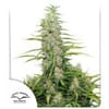 C-Vibez Feminised Seeds-dp-c-vibez-fem