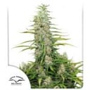 C-Vibez Feminisiert Samen-dp-c-vibez-fem