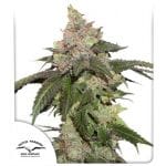 Kerosene Krash Feminised Seeds-DP-kerosene-krash-fem