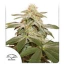 Sugar Bomb Punch Feminised Seeds-DP-sugar-bomb-punch-fem