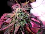 Cherry Pie Feminised Seeds-FMLCP