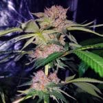 Mimosa Champagne Feminised Seeds-FMLMCH