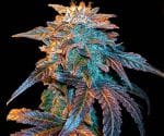 Gelato Auto Feminised Seeds-FMLGELA