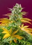 Gorilla Girl F1 Schnell Feminisiert Saatgut-SS-GGF1-FAST-FEM