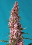 Red Pure CBD Auto Féminisée Graines-SS-REDP-CBD-AUTO-FEM