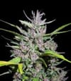 Honduras x Panama Feminised Seeds-ACEHPANFEM