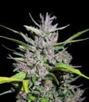 Honduras x Panama Feminised Seeds-ACEHPANFEM