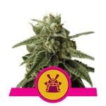 Shogun Feminised Seeds-RQS-SHOG-FEM