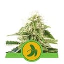 Fat Banana Auto Feminisiert Samen-RQS-FATBAN-AUTO-FEM