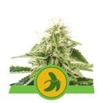 Fat Banana Auto Feminizowane Nasiona-RQS-FATBAN-AUTO-FEM