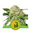 HulkBerry Auto Feminised Seeds-RQS-HULK-AUTO-FEM