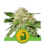 HulkBerry Auto Feminised Seeds-RQS-HULK-AUTO-FEM