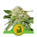 HulkBerry Auto Feminised Seeds-RQS-HULK-AUTO-FEM