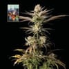 L.A. Peyote Kush Feminisiert Saatgut-SMAN-LAPEYKU-FEM