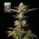 L.A. Peyote Kush Feminised Seeds-SMAN-LAPEYKU-FEM