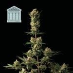 Peyote Forum феминизирани семена-SMAN-PEYF-FEM