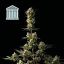 Peyote Forum Feminized Seeds-SMAN-PEYF-FEM
