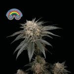 Peyote Zkittlez Feminisiert Saatgut-SMAN-PEYZKIT-FEM