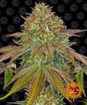 Wedding Cake Feminized Seeds-BFS-WEDC-FEM