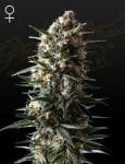 Bubba Slush Feminised Seeds-GHBSL