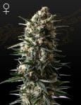 Bubba Slush Feminised Seeds-GHBSL