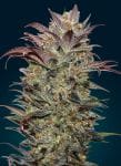 Chocolate Cream Auto Feminised Seeds-00S-CHCR-AUTO-FEM