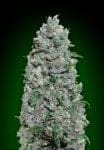 Afghan Mass XXL Auto Feminized Seeds-00S-AFMASSXXL-AUTO-FEM
