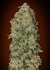Chocolate Skunk Auto Feminisiert Samen-00S-CHS-AUTO-FEM
