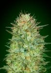 Sweet Critical Auto Feminised Seeds-00S-SWCR-AUTO-FEM