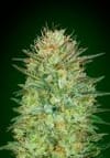 Sweet Critical Auto Feminised Seeds-00S-SWCR-AUTO-FEM