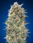 California Kush Feminised Seeds-00S-CK-FEM