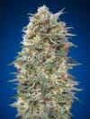 California Kush Feminised Seeds-00S-CK-FEM