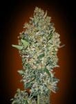 Cheese Berry Feminised Seeds-00S-CHBR-FEM