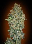 Cheese Berry Feminised Seeds-00S-CHBR-FEM