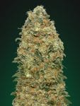 White Widow Féminisée Graines-00S-WW-FEM