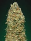 White Widow Feminised Seeds-00S-WW-FEM