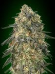 Gorilla Feminized Seeds-00S-GOR-FEM