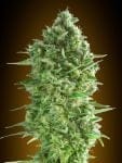 Do-Si-Dos Cookies Feminizované Semena-00S-DSDCOOK-FEM