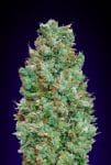 Blueberry Auto Feminisiert Samen-00S-BLB-AUTO-FEM