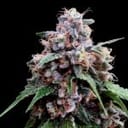 Lemon 18 Feminised Seeds (Crockett Family Farms)-DNA-CFF-LEM18-FEM