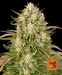 Wedding Cake Auto Feminized Seeds-BFS-WEDC-AUTO-FEM