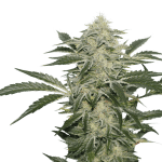 Creamy Kees Regular Seeds-SSSC-CRK-REG