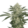 Creamy Kees Regular Seeds-SSSC-CRK-REG