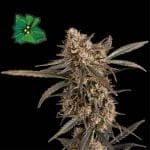 Green Crack Auto Feminized Seeds-SMAN-GRCRK-AUTO-FEM