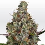 Rainbow Road Feminised Seeds-PARA-RBRD-FEM